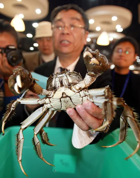 Judecător Chinez Uită Crab Păros Timpul Celui Treilea Concurs Național — Fotografie, imagine de stoc