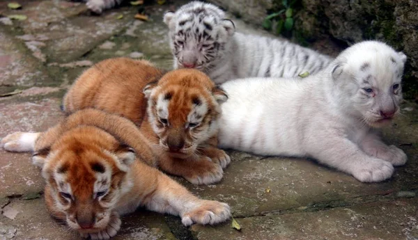 Newborn Tiger Cubs Chongqing Wild Animal World Chongqing August 2007 — Stock Photo, Image