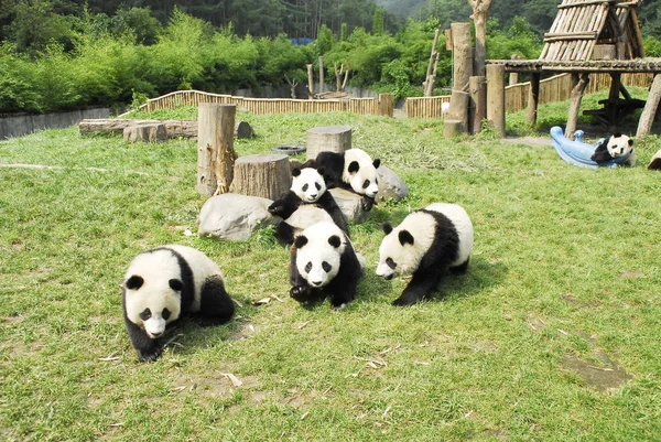 Giant Pandas Play Wolong Giant Panda Research Centre Southern Province — стоковое фото