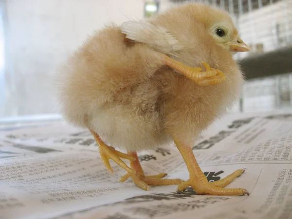 Newborn Four Legged Chick Shown Desk Poultry Farm Wanbao Town — Stockfoto
