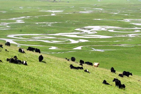 Des Yaks Mangent Herbe Dans Marais Comté Maqu Dans Préfecture — Photo