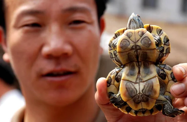 Ein Chinesischer Mann Zeigt Eine Kürbisförmige Schildkröte Auf Einem Markt — Stockfoto