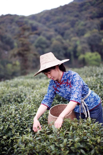 Chinese Worker Picks Longjing Dragon Well Tea Leaves Tea Farm — Stock Photo, Image