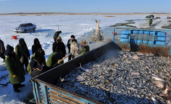 Pescadores Chineses Carregam Peixes Que Acabaram Pegar Caminhão Lago Congelado — Fotografia de Stock