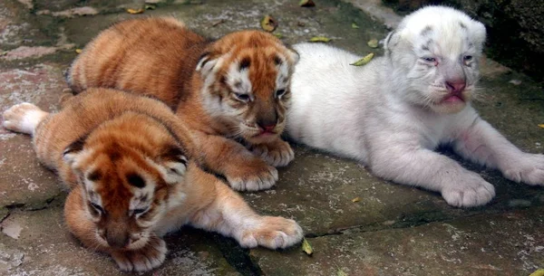 Newborn Tiger Cubs Chongqing Wild Animal World Chongqing August 2007 — Stock Photo, Image