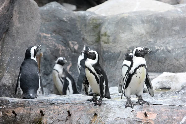 Pinguins Ficar Sombra Para Manter Fresco Zoológico Xangai Dia Quente — Fotografia de Stock