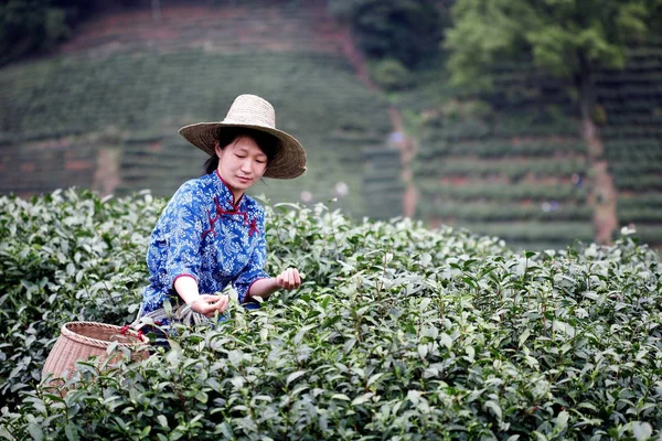 Een Chinese Arbeider Plukt Longjing Drakenput Theebladeren Een Theeboerderij Hangzhou — Stockfoto