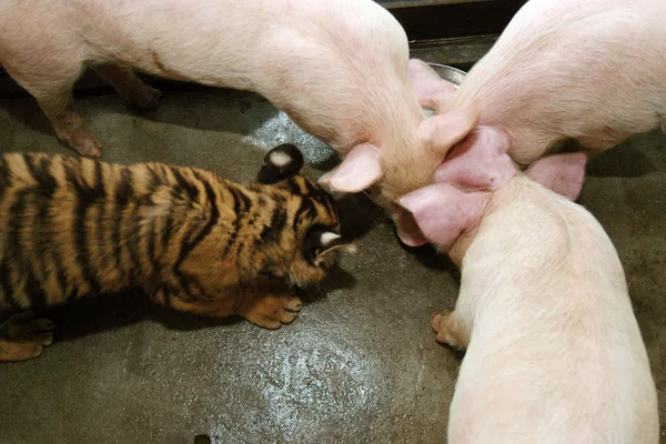 Bengálský Tygr Žije Prasaty Zoo Xiangjiang Guangzhou Hlavním Městě Jižní — Stock fotografie