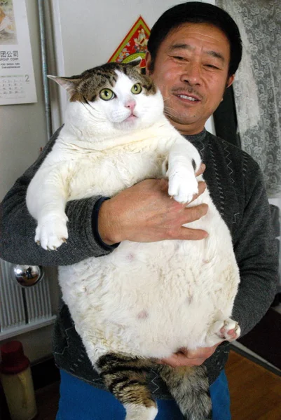 Jirong Segura Seu Gato Gordo Que Pesa Qingdao Província Shandong — Fotografia de Stock