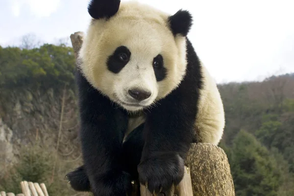 Chunchun Filhote Panda Gigante Celebra Ano Novo Wolong Giant Panda — Fotografia de Stock