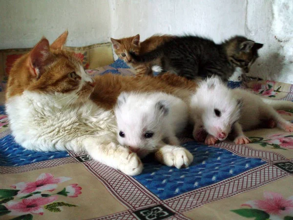 2歳の猫は2007年7月4日 中国黒龍江省北東部のムレン市のハンさんの家で 赤ちゃん が近くの別の養子猫と遊んでいる間 2匹の北極キツネのカブスと一緒に滞在します — ストック写真