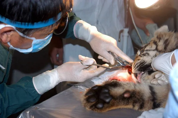 Médicos Chineses Operam Filhote Tigre Siberiano Meses Idade Para Remover — Fotografia de Stock