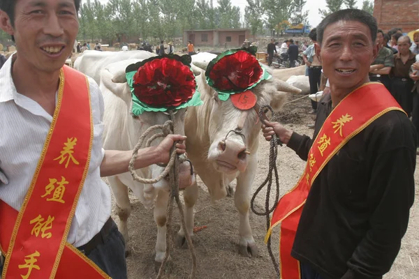Čínští Vesničané Stojí Nedaleko Svých Hovězí Kakaa Která Vyhrála Ceny — Stock fotografie