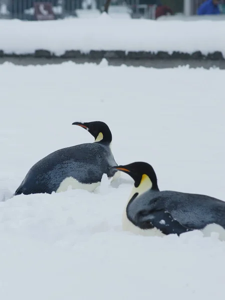 Dois Pinguins Descansam Neve Uma Praça Nanjing Underwater World Cidade — Fotografia de Stock