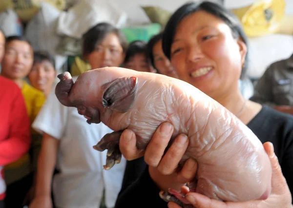 李という名の中国人女性は 2009年10月22日木曜日 中国東部安寧省中州市 忠州市のパイジ町の自宅で象のように見える新生児の豚を示しています — ストック写真