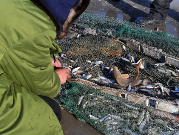 Pescadores Chineses Verificam Peixes Capturados Por Suas Redes Lago Congelado — Fotografia de Stock