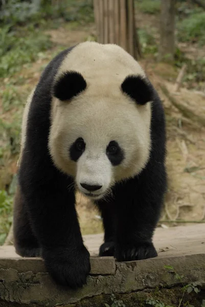 Egy Óriás Panda Bifeng Gorge Óriáspanda Kutató Központ Southweste Chinas — Stock Fotó