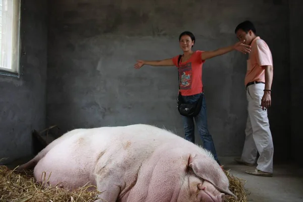 Visitante Mide Longitud Zhu Wang Enorme Cerdo Tonelada Pocilga Aldea —  Fotos de Stock