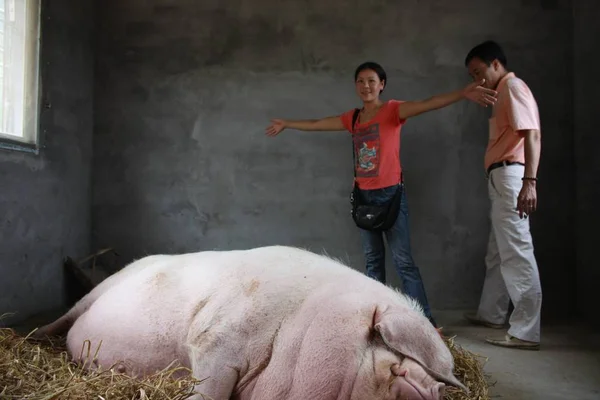 Návštěvník Měří Délku Zhu Wang Tuny Těžký Obrovské Prase Svém — Stock fotografie