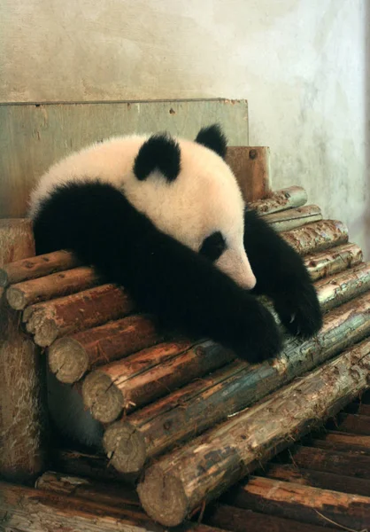 File Panda Géant Joue Chengdu Panda Breeding Research Base Dans — Photo