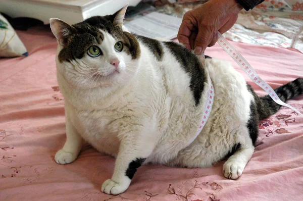 2006년 16일 산둥성 칭다오에 쉬지롱 집에서 15Kg무게의 뚱뚱한 고양이가 보입니다 — 스톡 사진