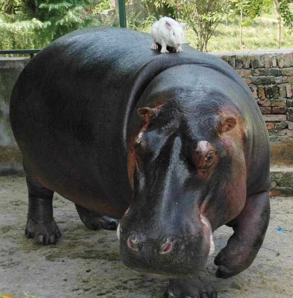 Een Konijn Staat Rug Van Een Nijlpaard Bij Zhejiang Wenling — Stockfoto