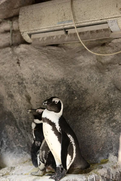 Los Pingüinos Permanecen Bajo Aire Acondicionado Para Refrescarse Zoológico Shanghai — Foto de Stock