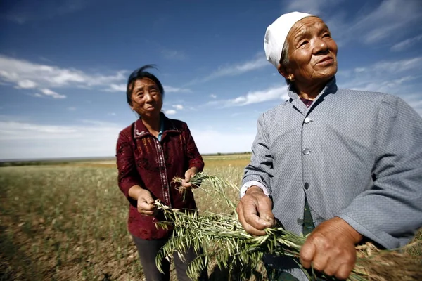 Agricultores Chineses Removem Trigo Seco Seus Campos Secos Durante Uma — Fotografia de Stock