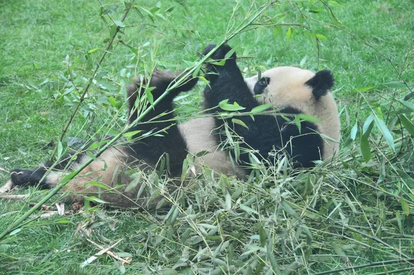 Ein Olympischer Riesenpanda Frisst Bambus Einer Renovierten Panda Halle Pekinger — Stockfoto