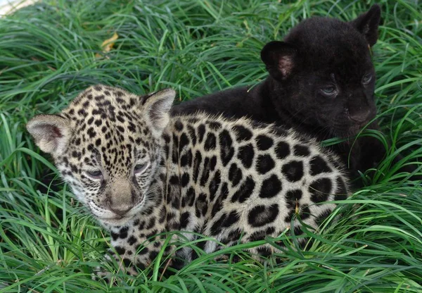 Une Paire Léopards Jumeaux Chongqing Wild Animal World Chongqing Septembre — Photo