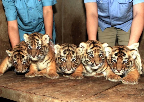 Cinco Quintillizos Tigre Siberiano Mes Edad Muestran Los Turistas Xian —  Fotos de Stock