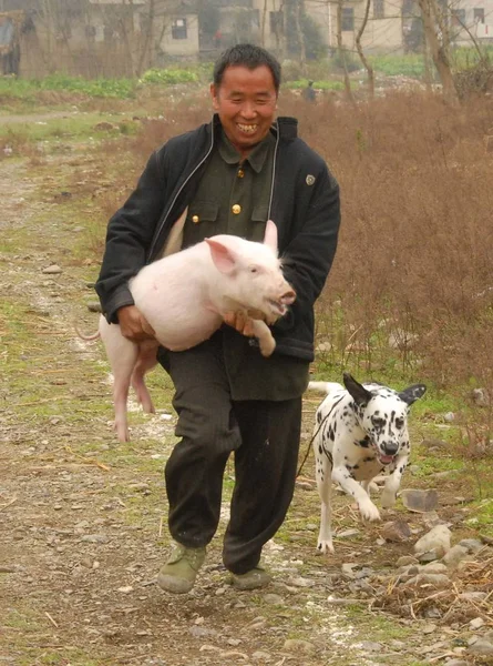 Granjero Chino Que Lleva Cerdo Corre Carrera Cerdos Durante Primer —  Fotos de Stock