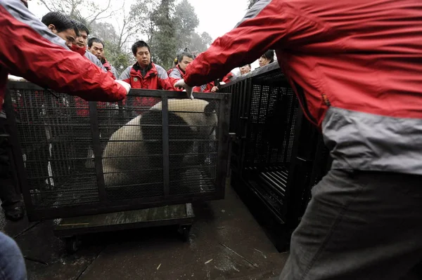 Trabajadores Chinos Trasladan Gigante Panda Una Carga Base Yaan Bifengxia — Foto de Stock