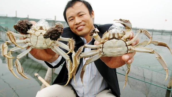 Fermier Chinez Crabi Arată Crabi Păroși Într Barcă Lacul Yangcheng — Fotografie, imagine de stoc