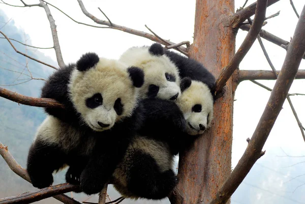 Pandas Gigantes Disfrutando Del Final Del Invierno Juegan Árbol Wolong — Foto de Stock