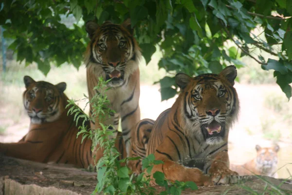 Três Tigres Bengala Descansam Sob Árvores Para Refrescar Durante Onda — Fotografia de Stock