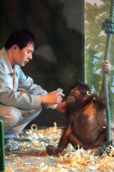 Een Dierentuin Minder Woont Een Jaar Oude Orang Oetan Shanghai — Stockfoto