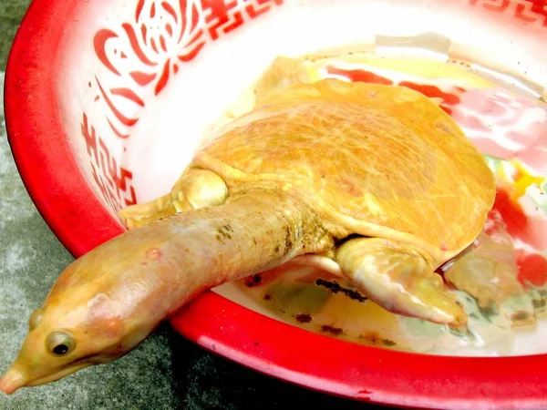 Uma Tartaruga Dourada Comprada Por Agricultor Local Mercado Vista Uma — Fotografia de Stock
