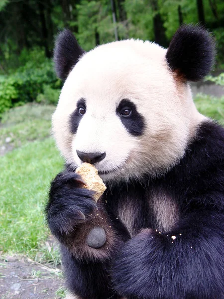 Xin Yue Egy Óriás Panda Veszi Cookie Kat Kínai Óriáspanda — Stock Fotó