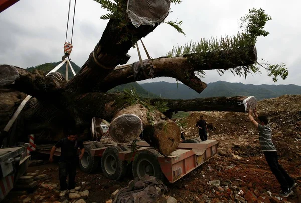 900 Yaşındaki Kafur Bohai Köyünde Jingning Kasabasında Doğu Çin Zhejiang — Stok fotoğraf