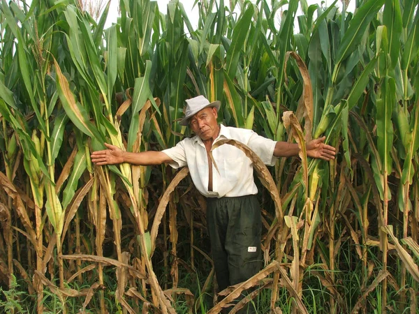 Agricultor Chino Inspecciona Sus Campos Afectados Por Sequía Área Shenbei — Foto de Stock