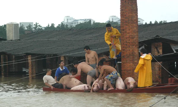 Villagers Carry Pigs Boat Hogpens Were Flooded Jianping Village Southeast — Stock Photo, Image