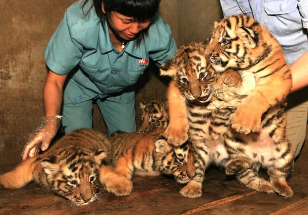 Vijf Maand Oude Siberische Tijger Kwintolen Worden Getoond Aan Toeristen — Stockfoto