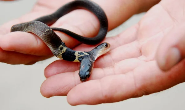 Cinese Nome Liu Mostra Serpente Cobra Due Teste Che Allevato — Foto Stock