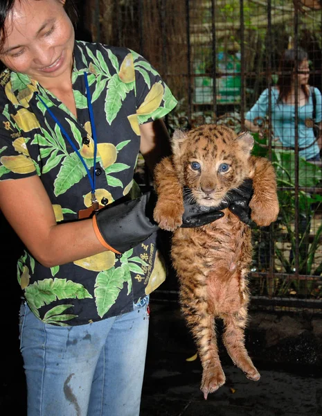 Cuidador Del Zoológico Muestra Cachorro Tiglón Gemelo Parque Vida Silvestre —  Fotos de Stock