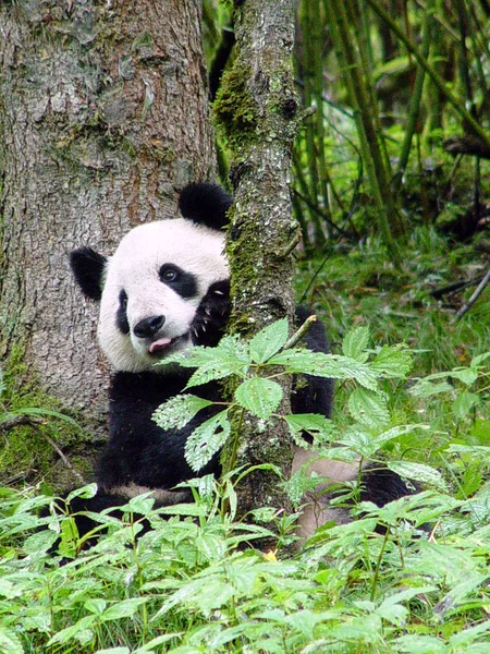 Världar Enda Mänskliga Föds Panda Vilda — Stockfoto