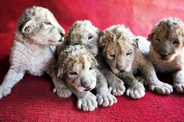 Muestran Cinco Cachorros León Recién Nacidos Zoológico Bozhou Ciudad Bozhou —  Fotos de Stock