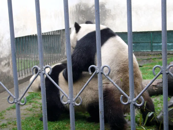 Obří Pandy Qing Qing Samec Jing Jing Ženy Milovat Wolong — Stock fotografie