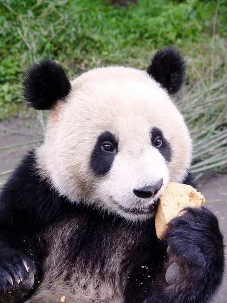 Panda Gigante Leva Biscoitos China Giant Panda Protection Research Center — Fotografia de Stock