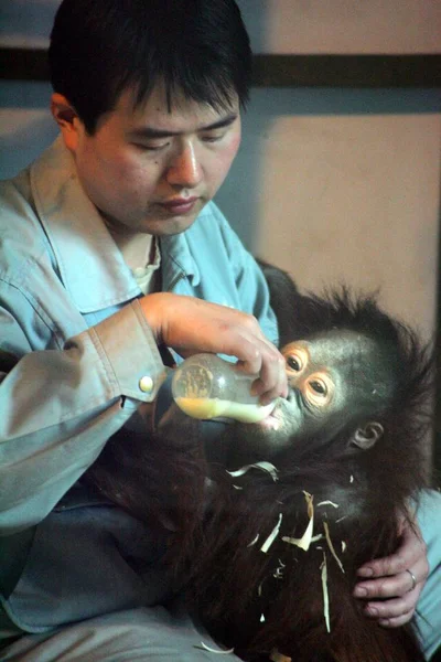 Een Dierentuin Minder Woont Een Jaar Oude Orang Oetan Shanghai — Stockfoto